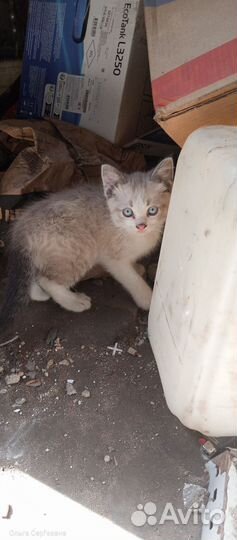 Домашние животные котята
