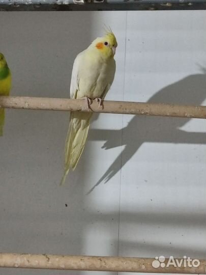 Попугай корелла