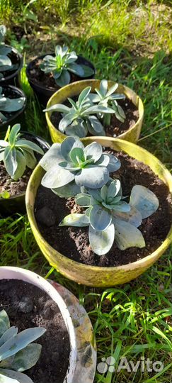 Комнатное растение