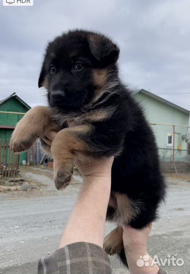 Щенки немецкой овчарки. С родословной РКФ