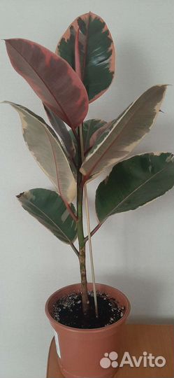 Фикус Эластика Белиз