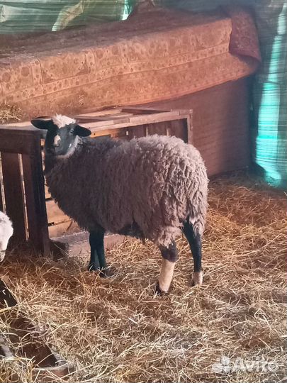 Овцы бараны ягнята