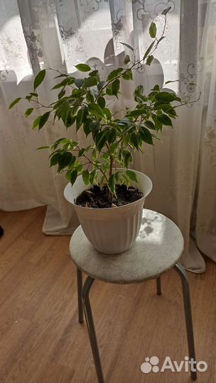 Фикус бенджамина пестролистный