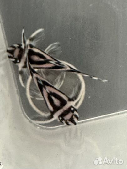 Аквариумные рыбки, номерные сомы, L-046