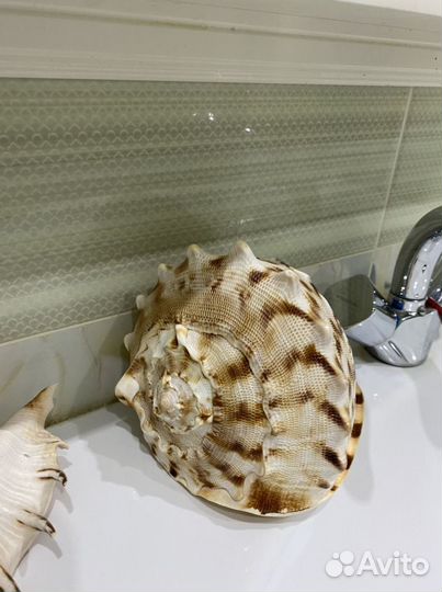 Морские ракушки раковины