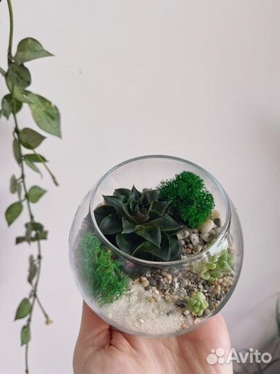 Флорариум с суккулентами