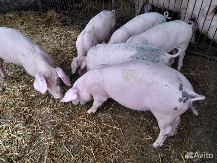 Поросята