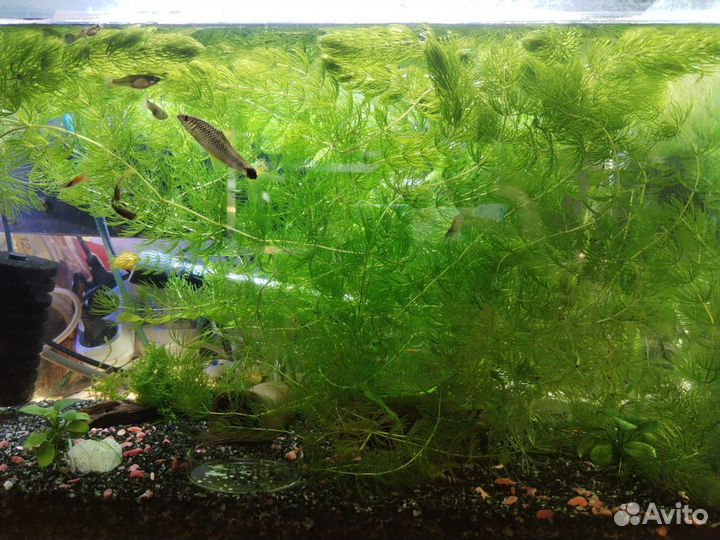 Растения в аквариум, роголистник, пистия