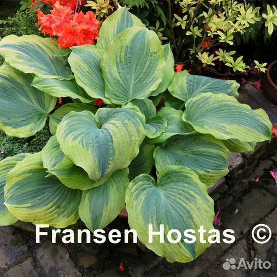 Хоста Second Coming, War Paint и др