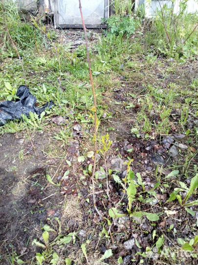 Саженцы Алыча. Вишня.Слива