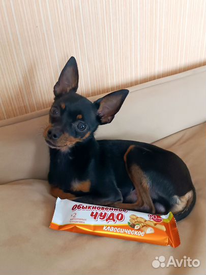 Вязка, той-терьер (мини)