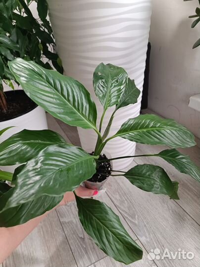 Спатифиллум / женское счастье растения