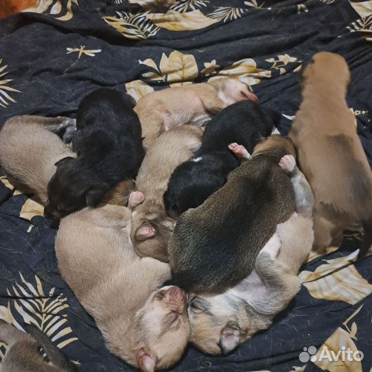 Отдам щенят