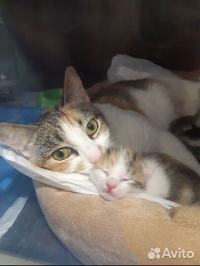 Красивая трехцветная кошечка