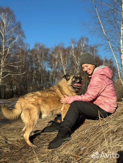 Добряк и весельчак в добрые руки