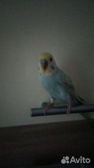 Продам волнистого попугая