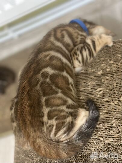 Бенгальские котята с документами