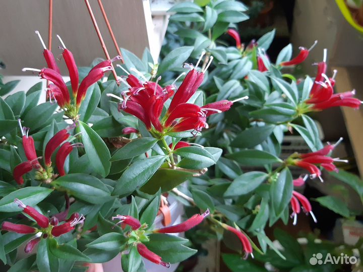 Комнатные цветы