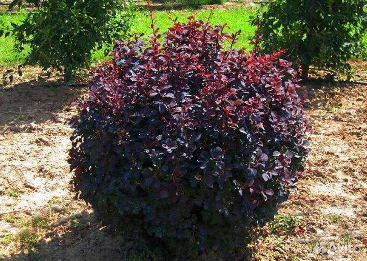 Барбарис краснолистный саженцы