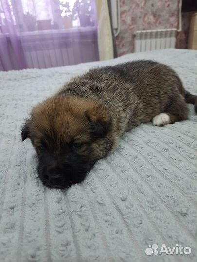 Щенки метисы немецкой овчарки
