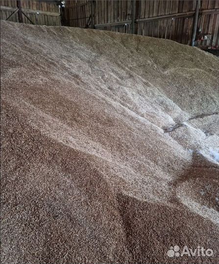 Просо, Просо корма