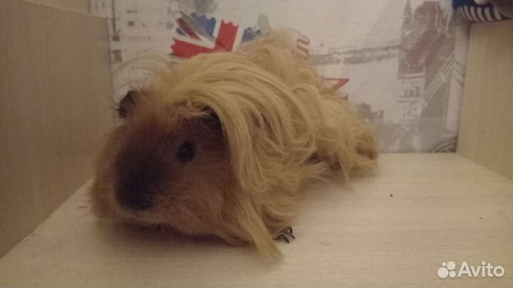 Морская свинка Лункария