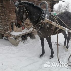 Лошади на продажу | Польский коник - Обновлено февраль 2024