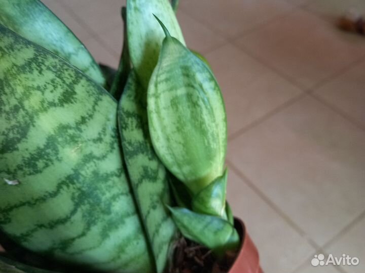 Сансевиерия Emerald Star Green