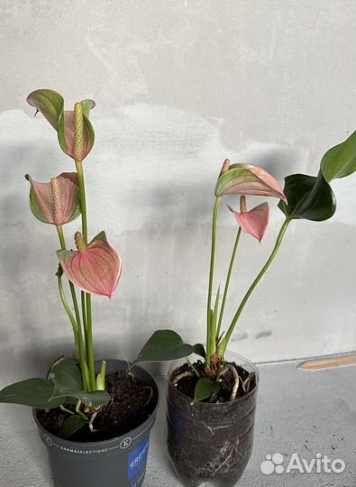 Антуриум шерцера, солара, Джоли