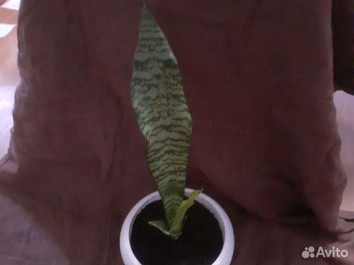 Сансевиерия