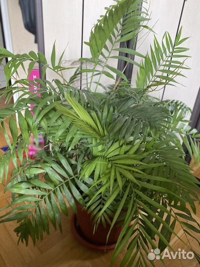 Пальма хамедорея