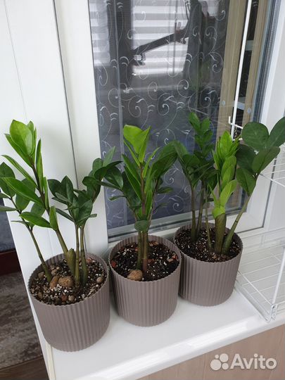 Замиокулькас