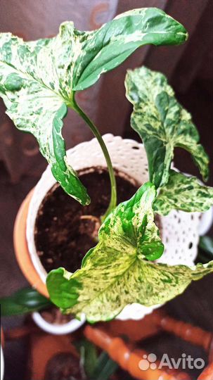 Сингониум Моттлед