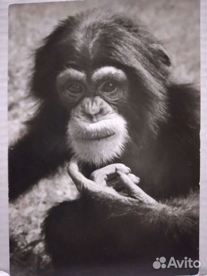 Открытки обезьяны