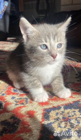 Отдам котят