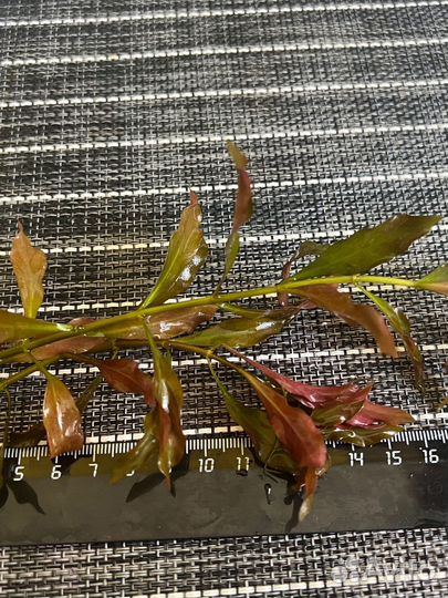 Растения для аквариума