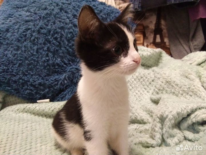 Котята бесплатно