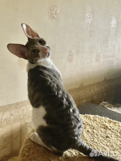 Котята корниш-рекс