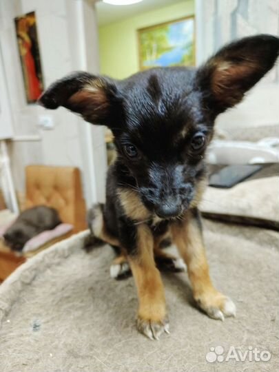 Маленькая нюша