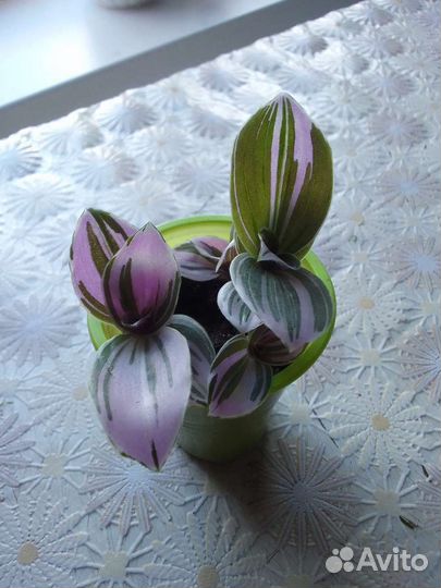 Традесканция 