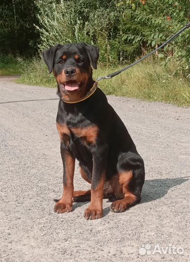 Подрощенные щенки