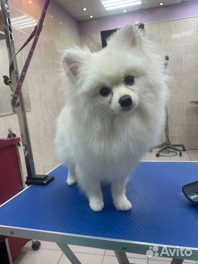 Зоосалон Чара, груминг собак и кошек