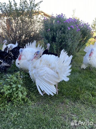 Индюки на племя белые широкогрудые