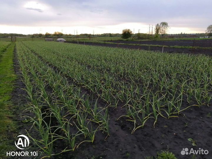 Стрелка чесночная