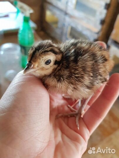 Фазан охотничий