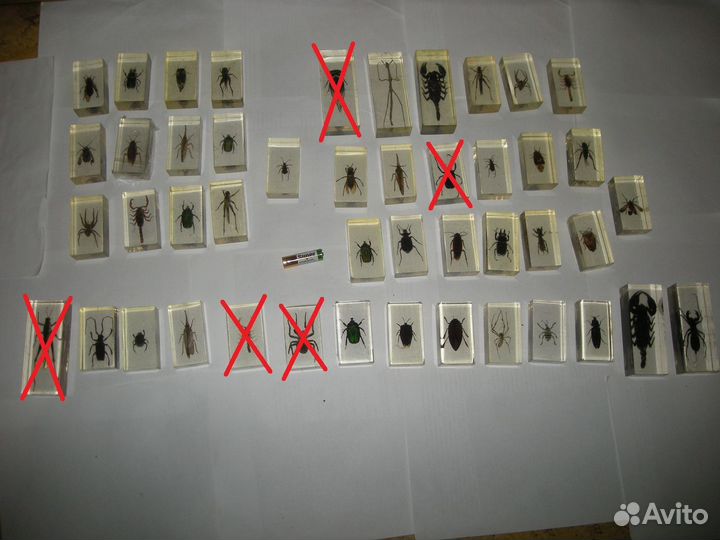 Насекомые в стекле самовывоз