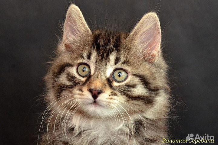 Делимся с вами счастьем