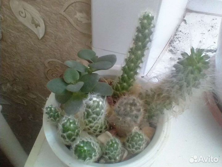 Кактусы разные сорта