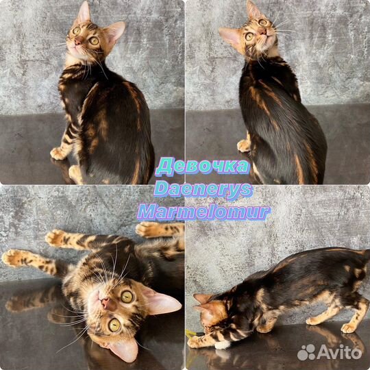 Шикарные клубные бенгальские котята с родословной