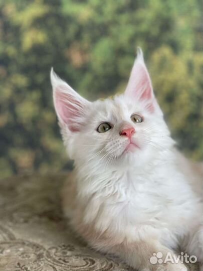 Котята мейн-кун 2 месяца